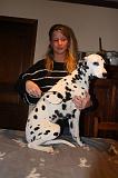 DALMATIEN - BROSSAGE 051